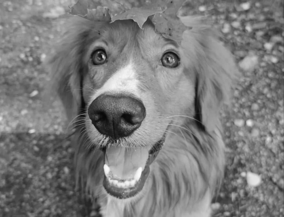 Juno the Nova Scotia Duck Tolling Retriever